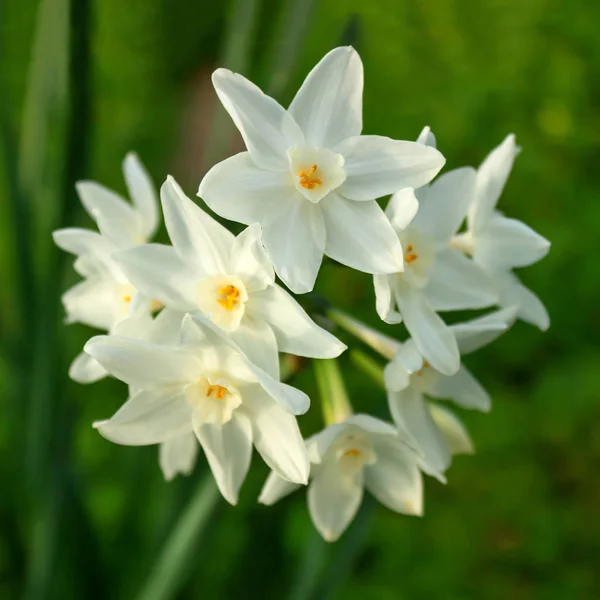 在绿草背景上的精致的白色水仙花 春天的阳光明媚的日子 选择性对焦 — 图库照片