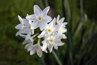 Hassas beyaz nergis çiçekleri yeşil çim arka planlar. Bahar güneşli gün. Seçici odak.