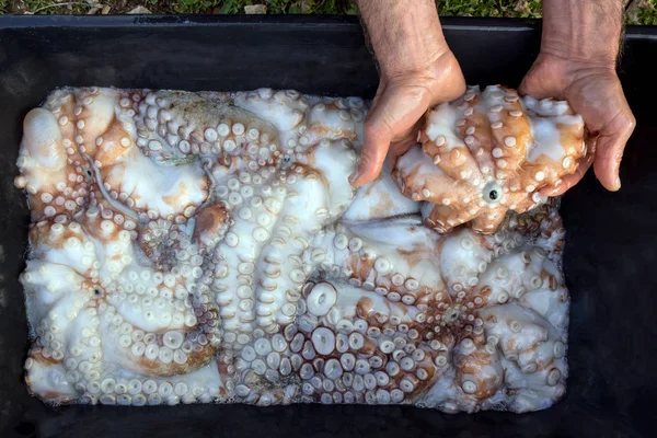 Wiele Dużych Octopus Raw Rybak Pokazuje Dobry Połów Koncepcja Tradycyjnych — Zdjęcie stockowe