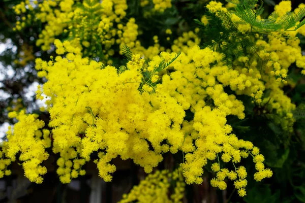 Żółte Kwiaty Mimosa Gałęzi Drzewa Tło Wiosna Selektywny Fokus Koncepcja — Zdjęcie stockowe