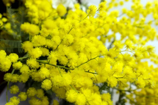 Flores Amarillas Mimosa Sobre Ramas Árboles Fondo Primavera Enfoque Selectivo —  Fotos de Stock