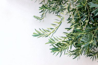 Güneşli bir günde bir beyaz duvara zeytin dalı. Yunanistan. Kopya alanı.