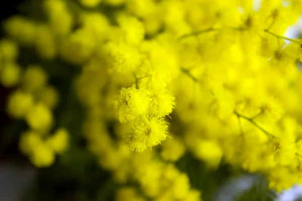 Flores Amarillas Mimosa Sobre Ramas Árboles Fondo Primavera Enfoque Selectivo —  Fotos de Stock