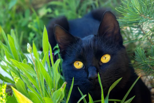 可爱的黑猫坐在草地上 这只猫有一双明亮的黄色眼睛 选择性对焦 — 图库照片