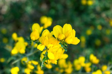 Dikenli bir çalılıkta sarı çiçekler. Kalikotome villosa. Yunanistan. Seçici odak.