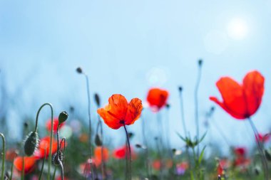 Bahar çayır üzerinde parlak kırmızı haşhaş. Bahar çiçek arka plan. Seçici odak. Güneş parlaması.