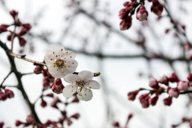 Badem ağacı çiçek kapatın. Dalları ile arka plan bulanık. Bahar için bekliyor. Seçici odak.
