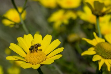 Papatya çiçek arıya. Güneşli gün. 