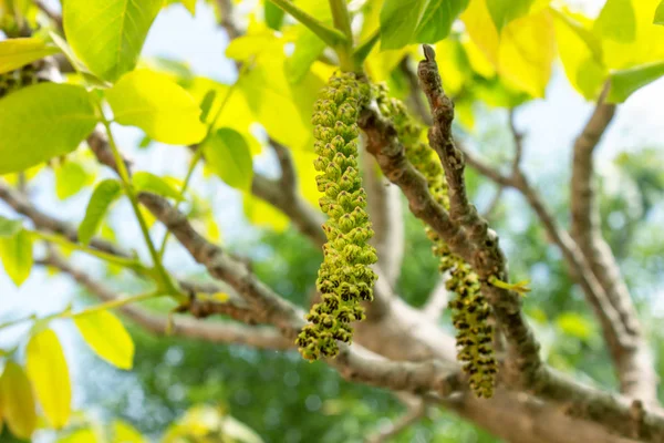 Všechno Květy Vlašského Ořechu Větvi Stromu Jaře Selektivní Zaměření — Stock fotografie