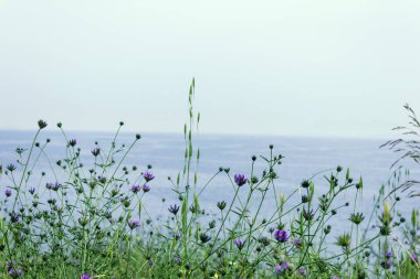 Denizden güzel bahar çiçekleri. Seçici odaklama.