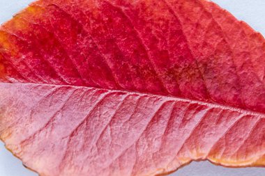 Renkli sonbahar yaprakları yakın plan. Soyut arkaplan.