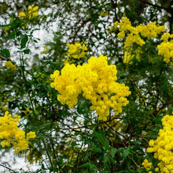 Flores Amarillas Mimosa Sobre Ramas Árboles Fondo Primavera Enfoque Selectivo —  Fotos de Stock