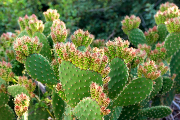 Figue Inde Opuntia Poire Cactus Champ Cactus Sur Côte Grecque — Photo