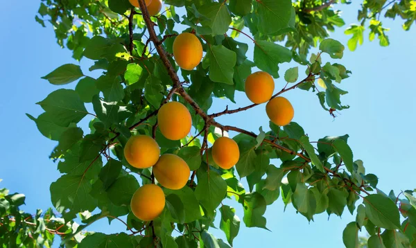 Meruňkové Stromy Jasně Zralými Plody Spodní Výhled Slunečný Den Modrou — Stock fotografie