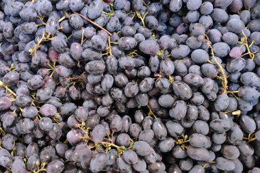 Dükkanın vitrininde bir demet olgun üzüm var. Arka plan. Organik ürünler.