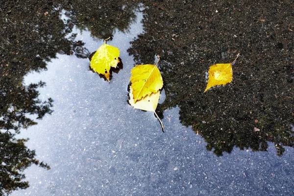 Yellow autumn leaves lie in a puddle. Birch leaves. Concept -approach of autumn.