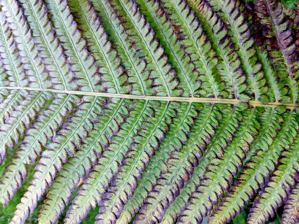 Mooie Fern Bladeren Achtergrond — Stockfoto