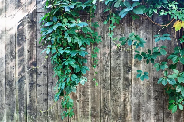 Natural Green Leaf Frame Wooden Fence Background Empty Space Your — Stock Photo, Image