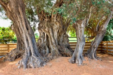 Çok eski, antik bir zeytin ağacı, 2500 yaşın üzerinde. Yunanistan, Salamis Adası.
