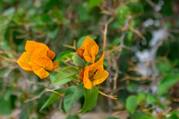 美しい黄色のブーゲンビリアの花が咲きます 選択的焦点 — ストック写真