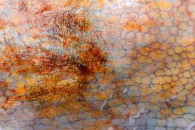 Büyük bir ahtapotun ıslak derisinin dokusu. Parlak soyut bir arka plan. Turuncu.