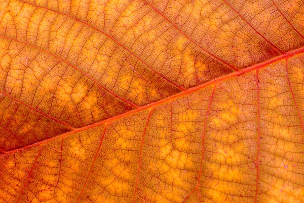 Outono Colorido Deixa Closeup Contexto Abstrato — Fotografia de Stock