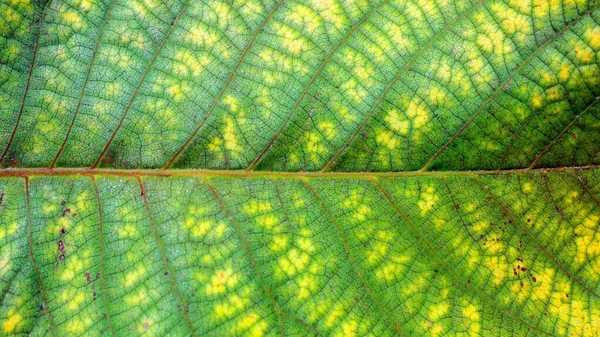 Barevné Zelené Listy Detailně Abstraktní Pozadí — Stock fotografie