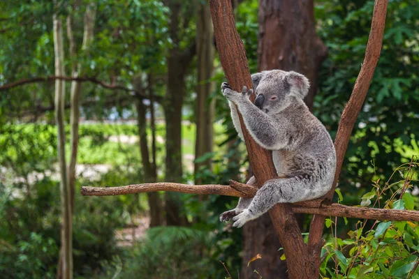 Avustralya 'da yeşil bir parkta ağaçta yabani koala.