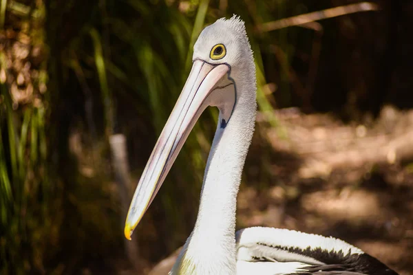 Pelikanvogel im Park, adelaide australia — Stockfoto