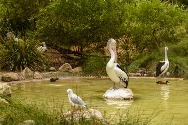 Pélican blanc oiseau dans le parc, Adélaïde Australie — Photo