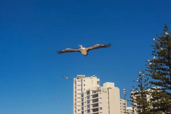 Pélican vole avec des ailes déployées dans le ciel bleu — Photo