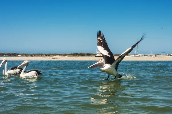 Pélicans blancs nagent dans la baie de la mer, Australie — Photo