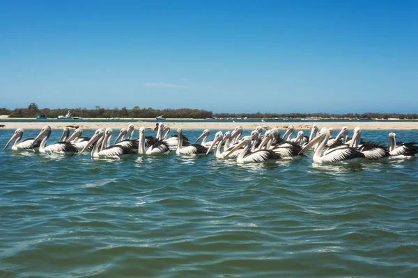 Pélicans blancs nagent dans la baie de la mer, Australie — Photo