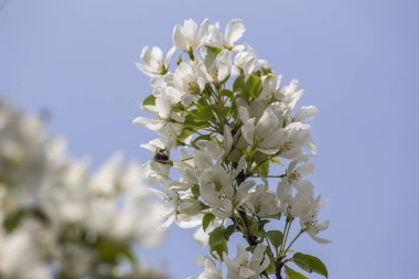 güzel bahar çiçekli elma ağacı