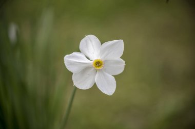 nergis bahçe Sibirya bahar