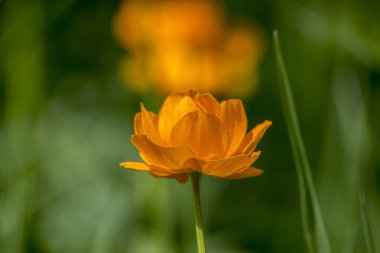 yaz Hamamı çayır çiçekleri. Trllius