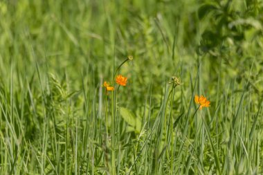 Hamam Trllius çayır çiçekleri 