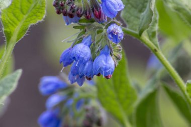 yaz aylarında sebze bahçesi çayır çiçekleri