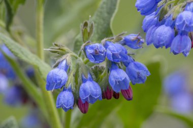 yaz aylarında sebze bahçesi çayır çiçekleri