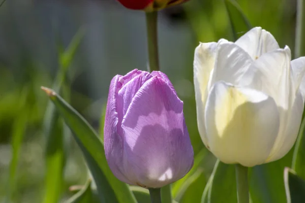 Прекрасный Весенний Цветущий Тюльпан — стоковое фото