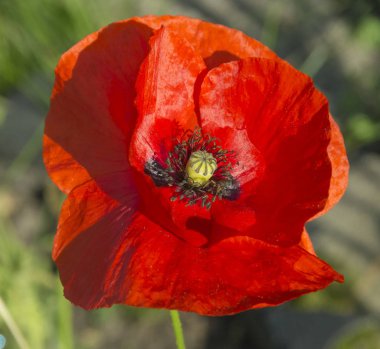 çiçekaçan bahçe haşhaş çiçeği