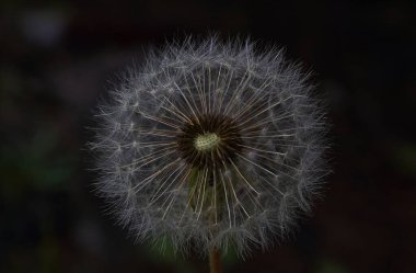  Siyah arkaplanda karahindiba