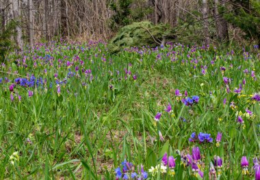 Sibirya Ormanında Sabah Ormanı