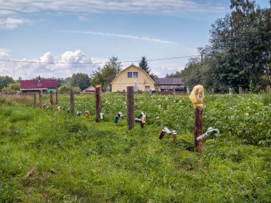 Köyün yaz yakınındaki kırsal evleri zararlıları karşı koruma olarak boş teneke bir çitle çevrili bir çiçekli patates alanının bir görünüm