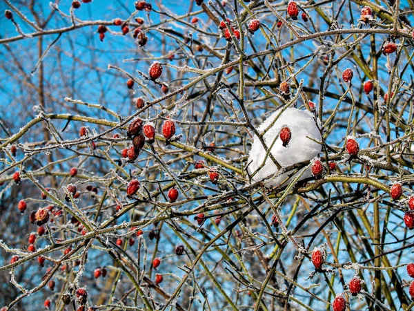 A bundle of white snow and red and yellow bright rose hips hang on a rose hive covered with white ice crystals against a blue sky in winter on a sunny day