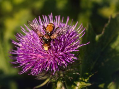 Bir mor Dulavratotu çiçek üzerinde büyük bir yaban arısı bal yaz çiçeklenme sırasında toplar