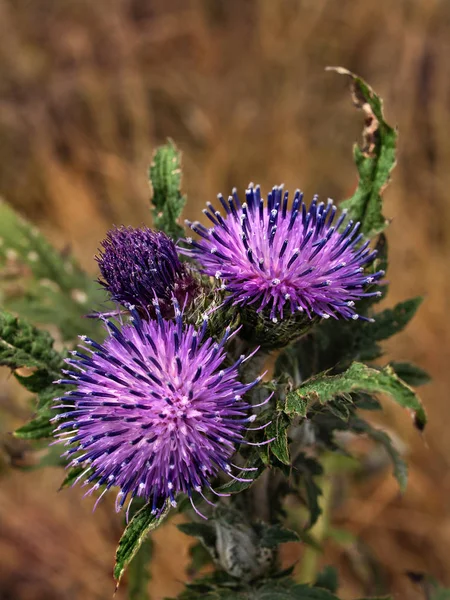 Violet Flowers Burdock Plant Summer Flowering — Stock Photo, Image