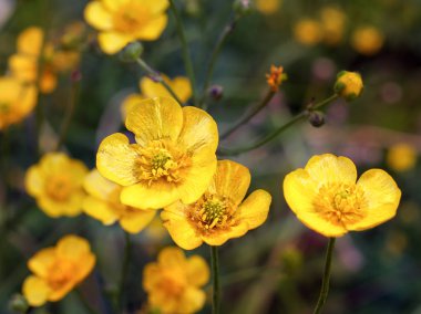 Düğün çiçeği çiçek sarı yeşil bir alana arka plan karşı yaz aylarında kapatın.