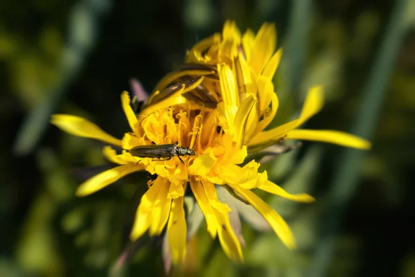 Escarabajo Verde Brillante Sienta Una Flor Amarilla Flor Verano Día — Foto de Stock
