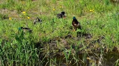 Yeşil çayır ördekleri ile kaplı bir gölün kıyısında dinleniyor. Gölet ördeklerinin yanındaki yeşil çimenlerin üzerinde güneşli bir yaz gününde tüylerini fırçalayıp dinleniyorlar.